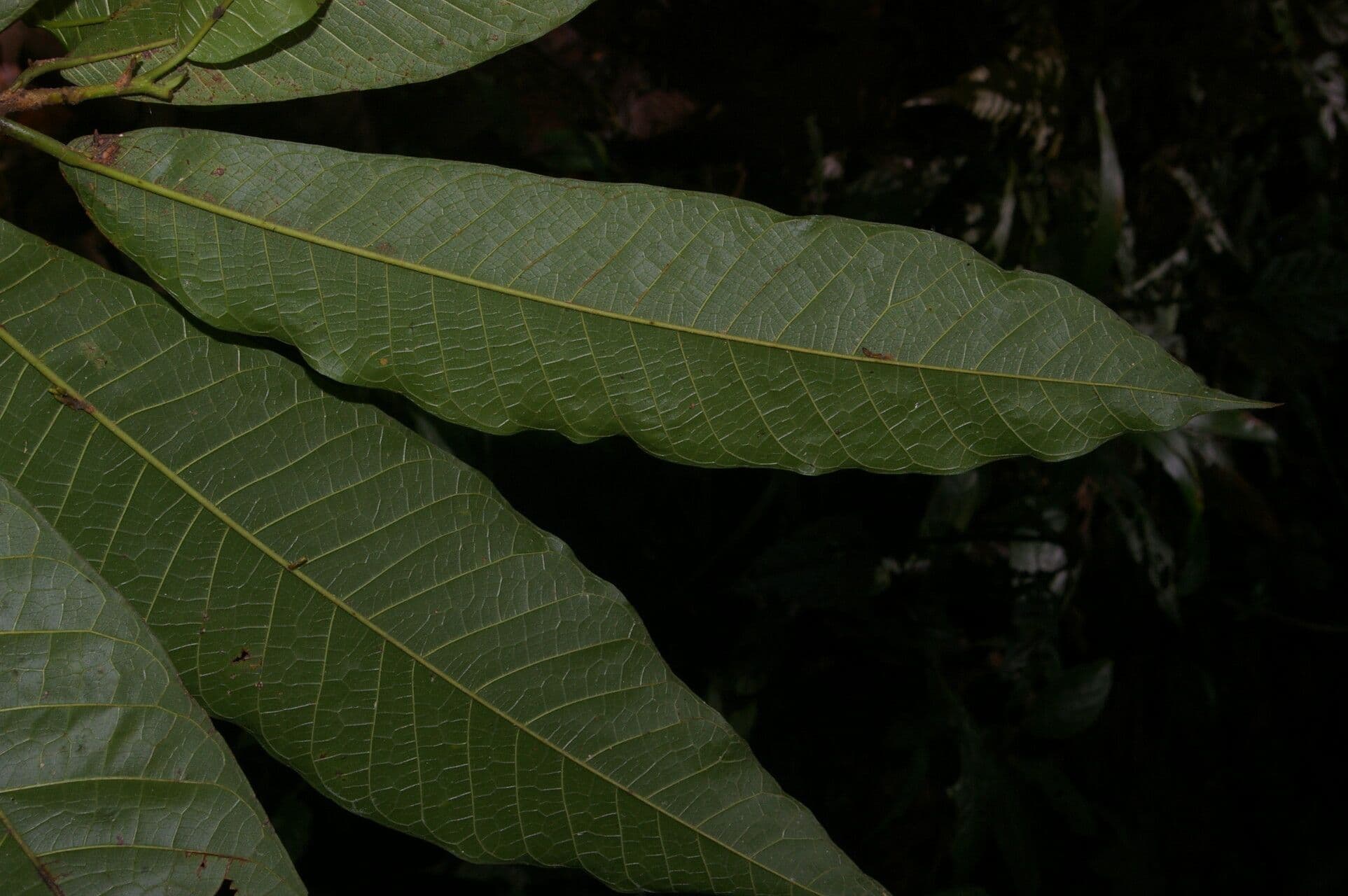 Brosimum lactescens 4