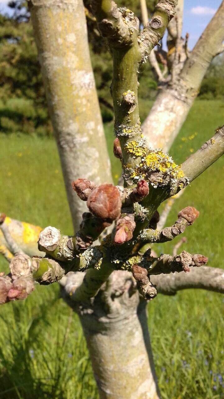 Chinesischer Flaschenbaum 30