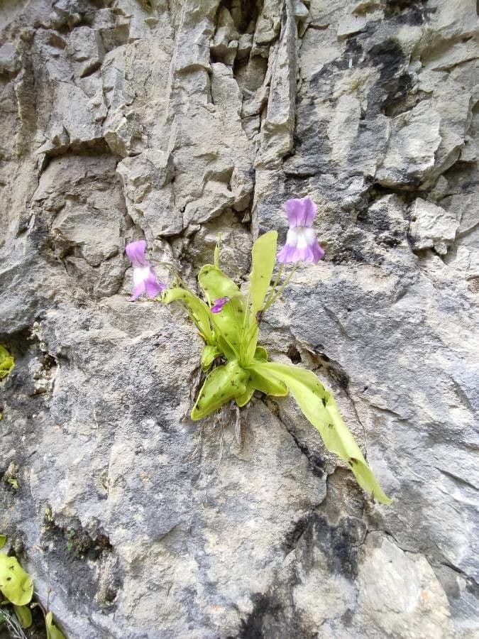 Pinguicula 5