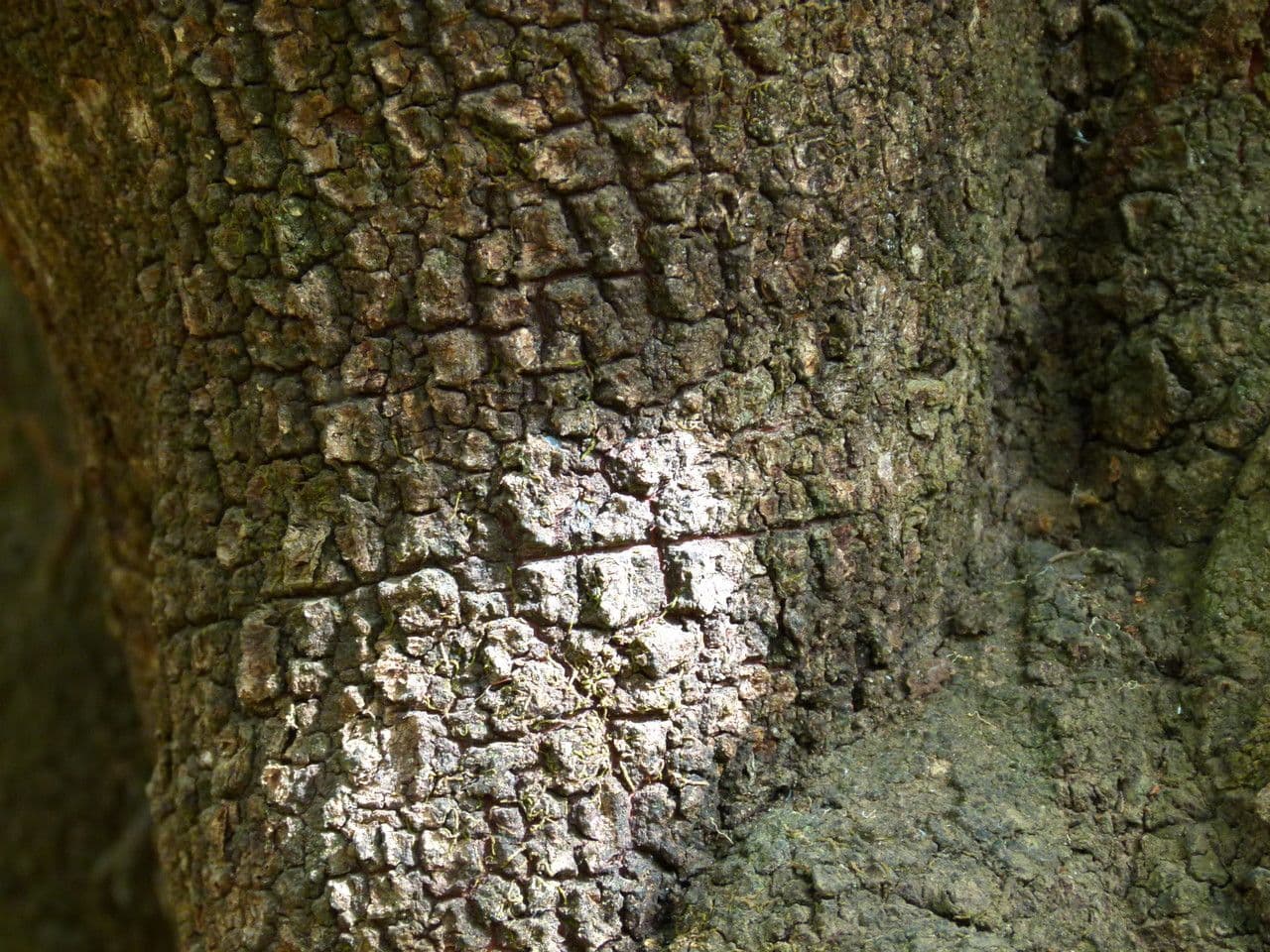 Togo-Uapaca 14