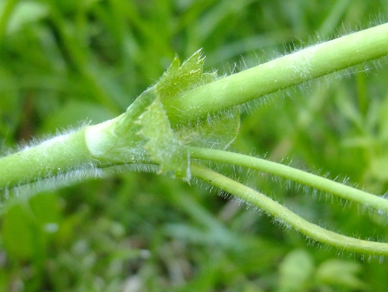 Alchemilla comune 19