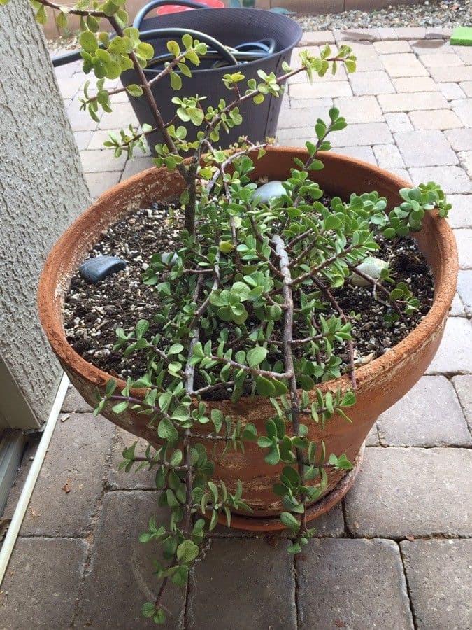 Portulacaria afra 6