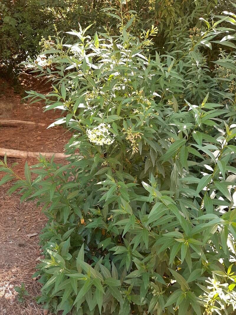 Cestrum 12