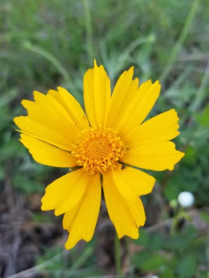 Coreopsis lanceolata 8