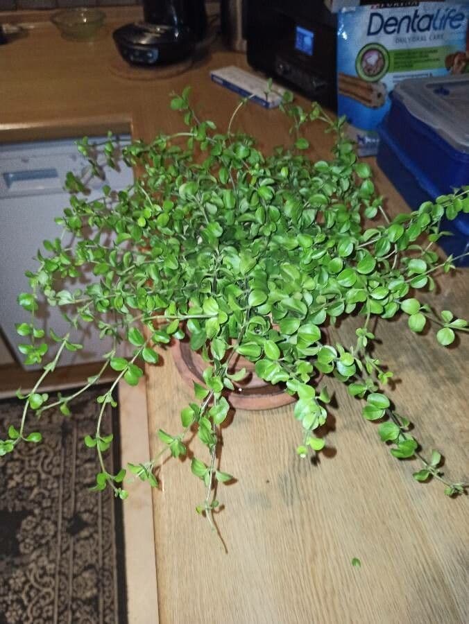 Peperomia 18