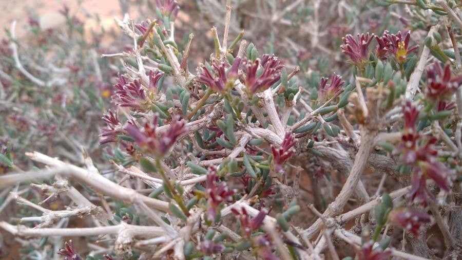 Gymnocarpos 3
