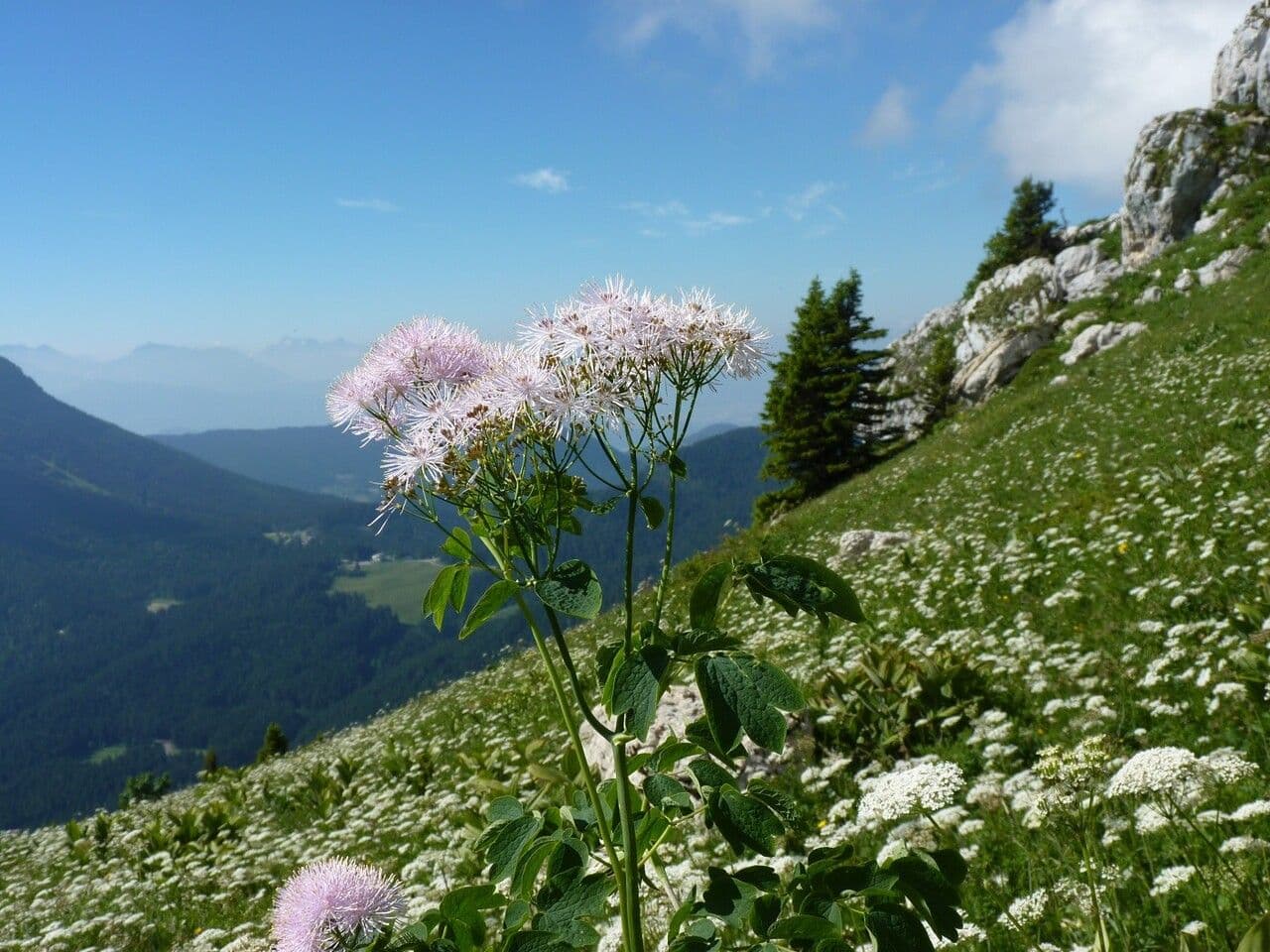 Akeleiblättrige Wiesenraute 13