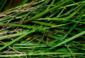 Scleria lithosperma 5