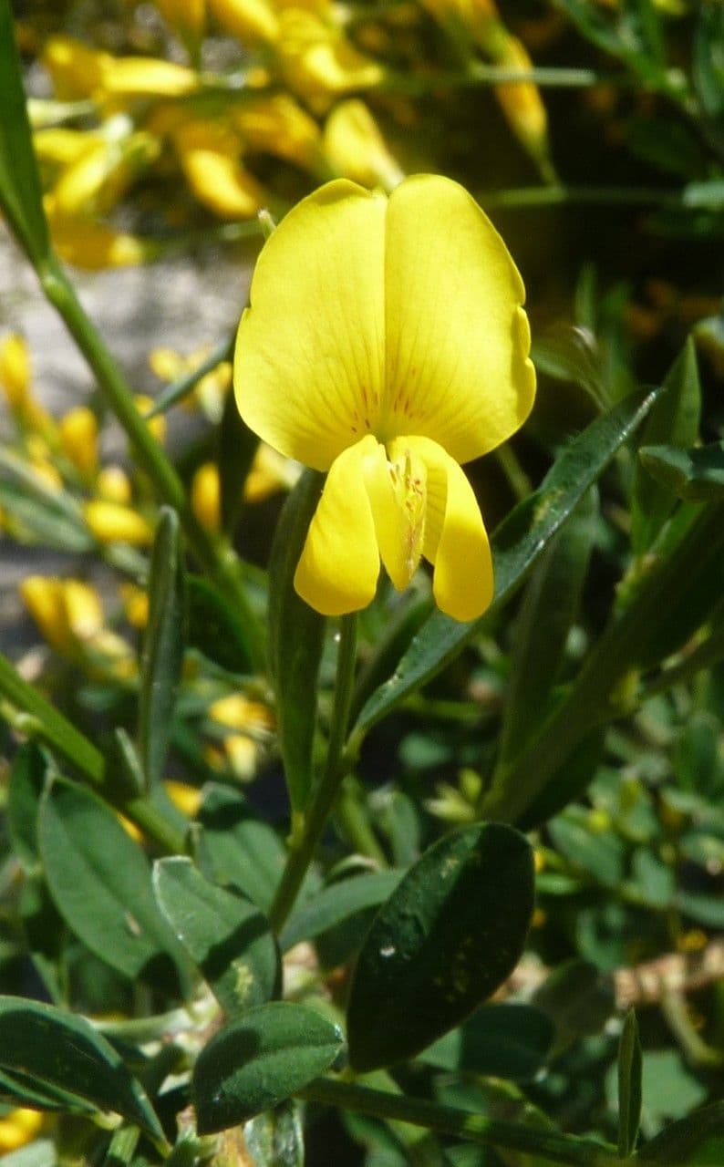 Ginestra 10