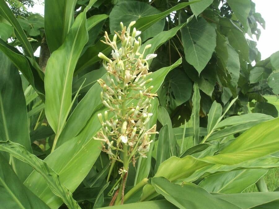 Galanga
