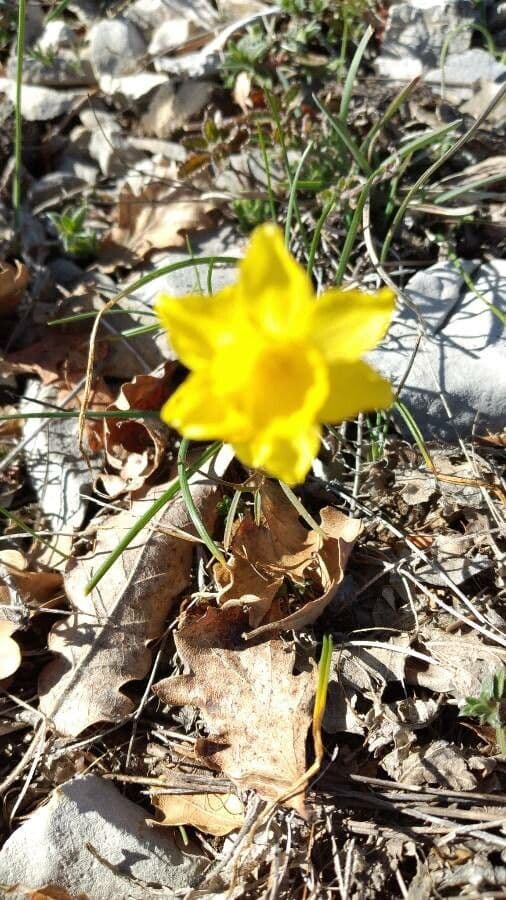 Narciso 14