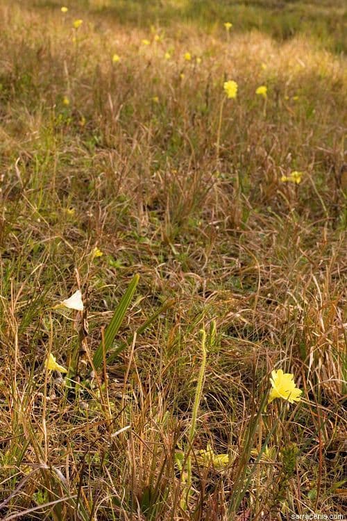 Pinguicula lutea 8
