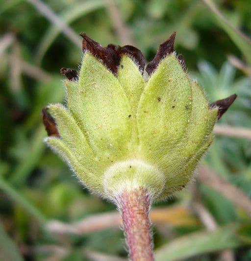 Lasthenia californica