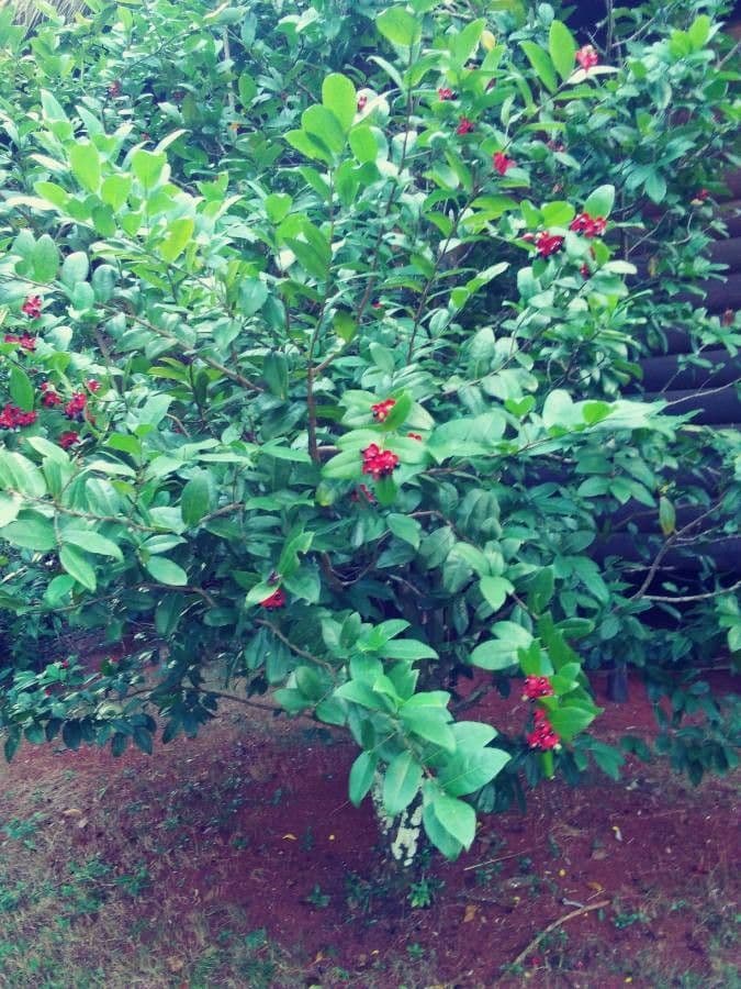 Ochna serrulata 13
