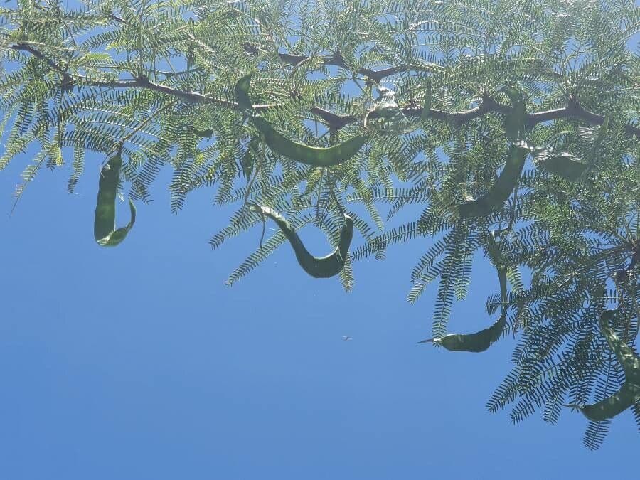 Mimosaceae 4