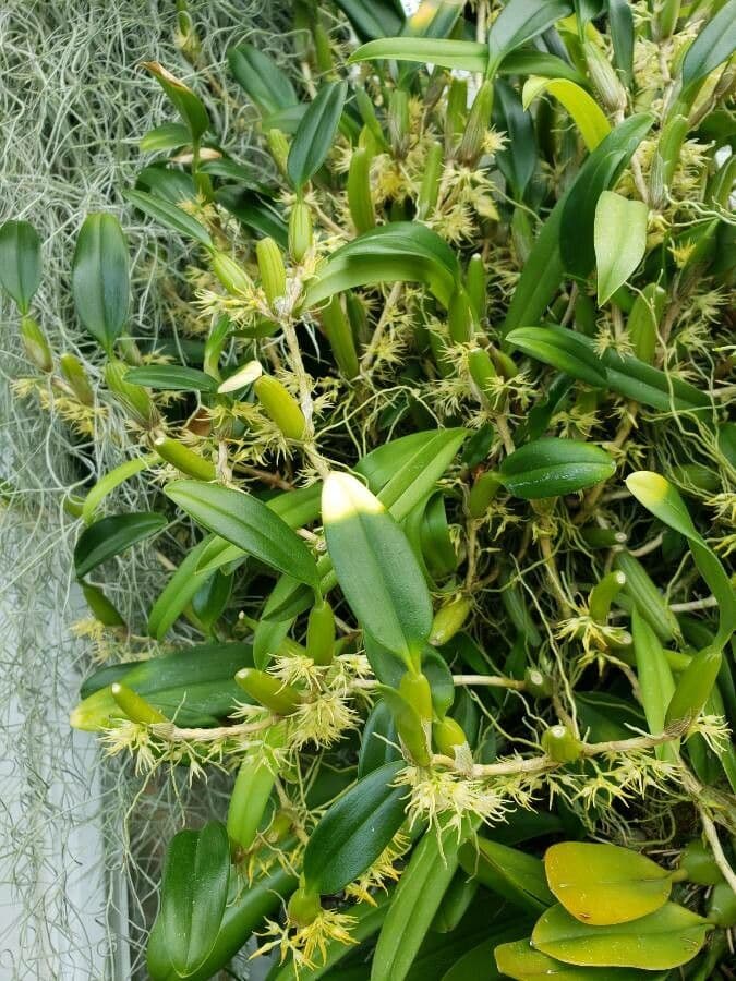 Bulbophyllum 2