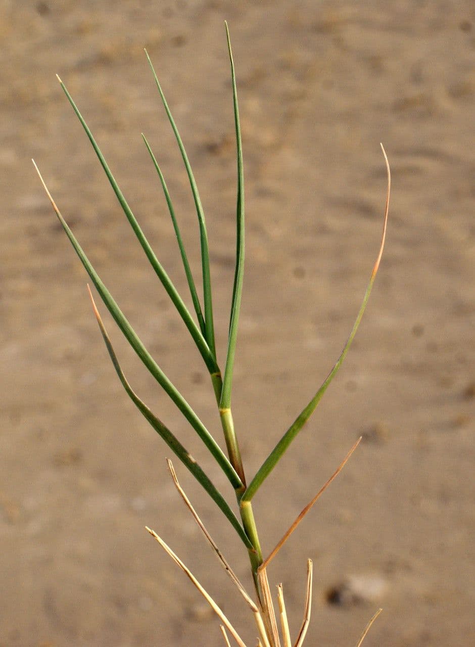Aeluropus 18