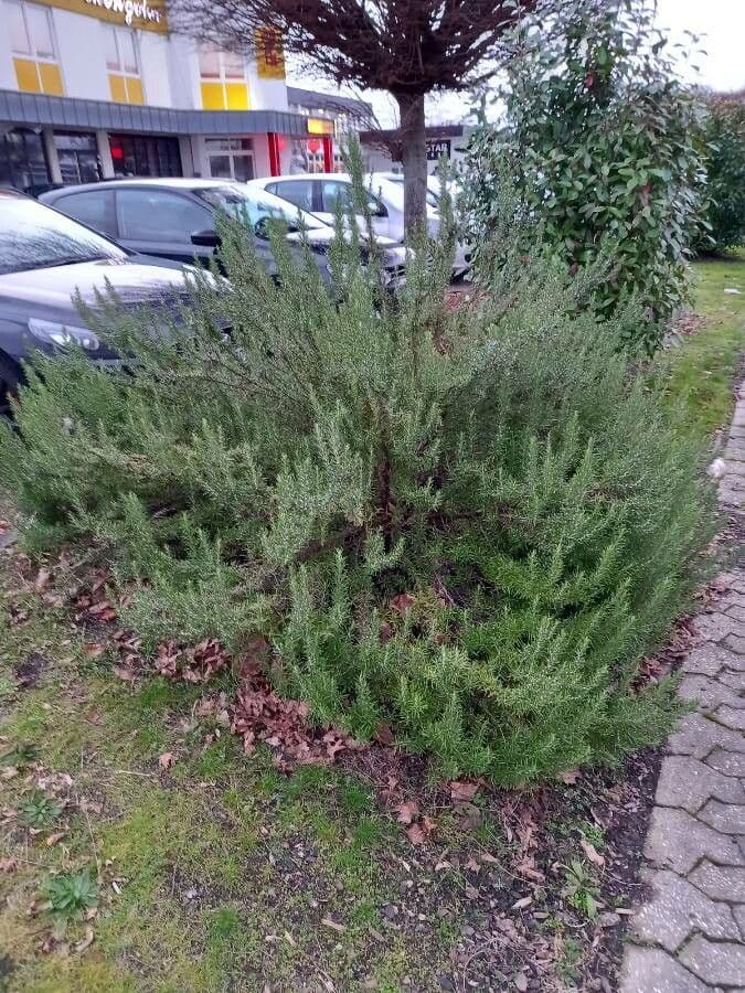 Rozmarýn lékařský 11