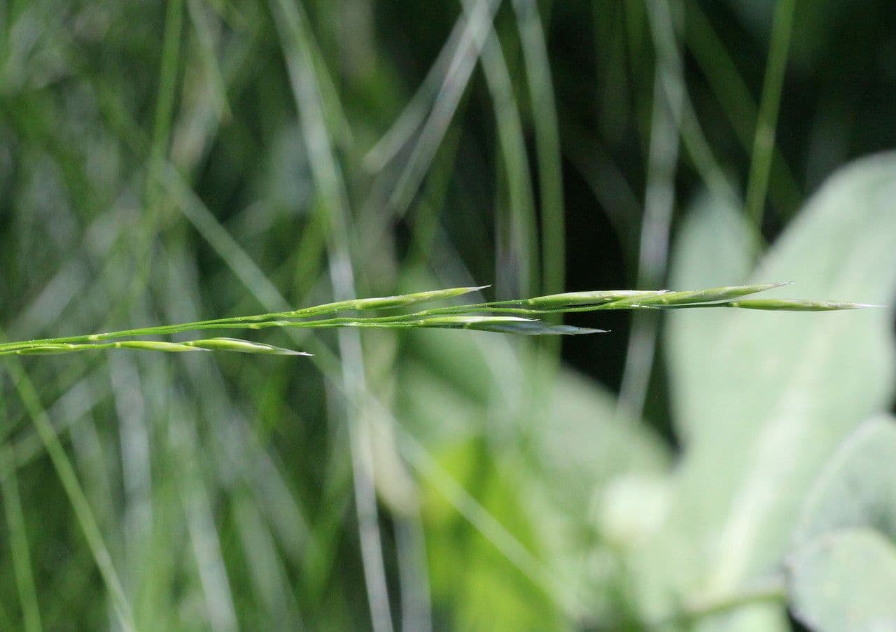 Festuca flavescens 13