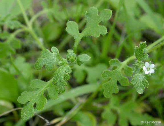 Nemophila pulchella 5