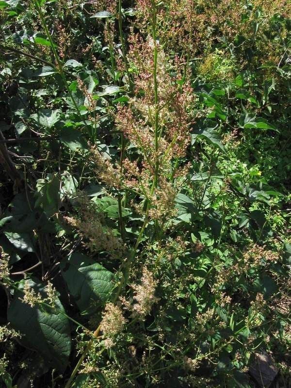 Iresine 6