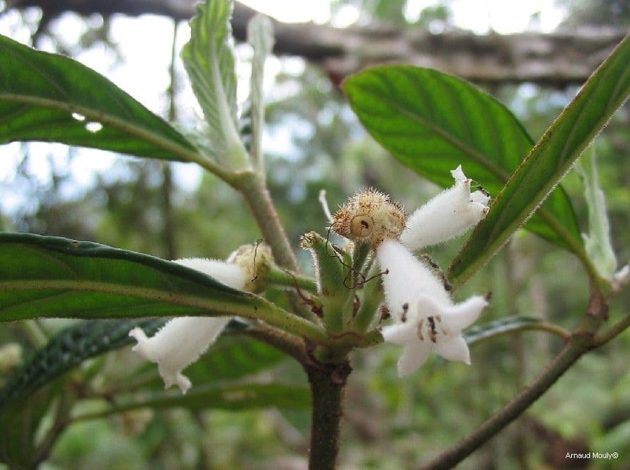 Psychotria 8