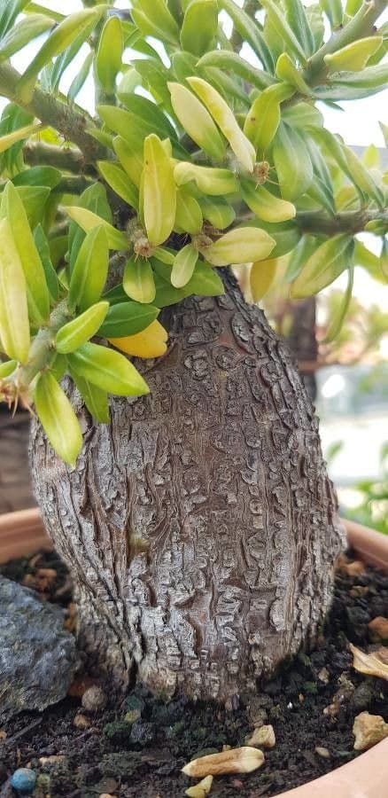 Pachypodium 5