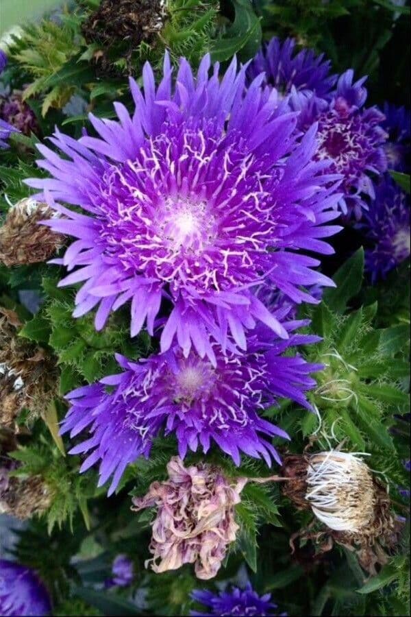 Stokesia laevis 5