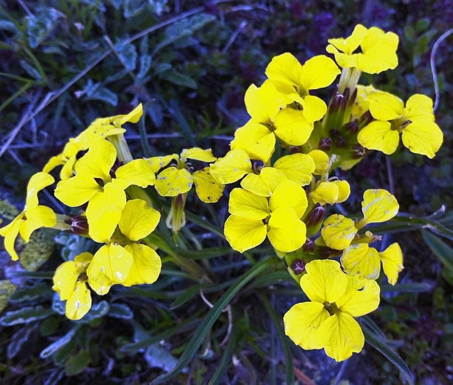 Erysimum rhaeticum 6