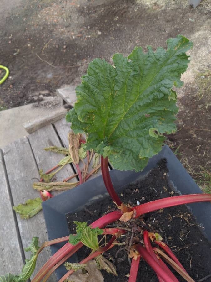 Rabarbaro da giardino 18