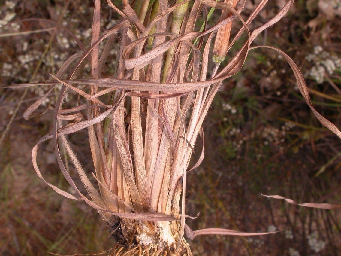 Erba della prateria 12