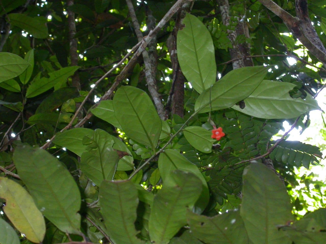 Markea 6