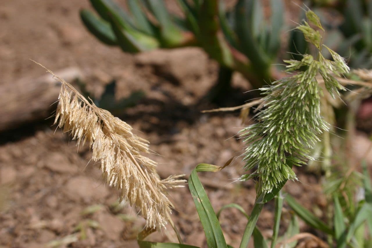 Lamarckia dorata 4