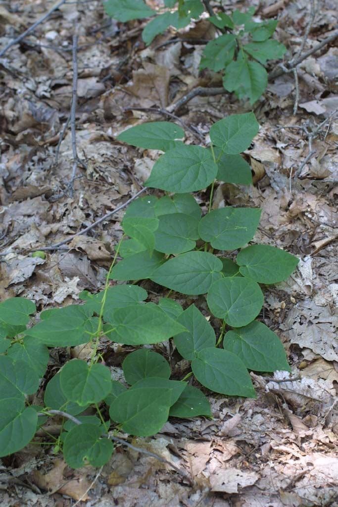 Matelea 10