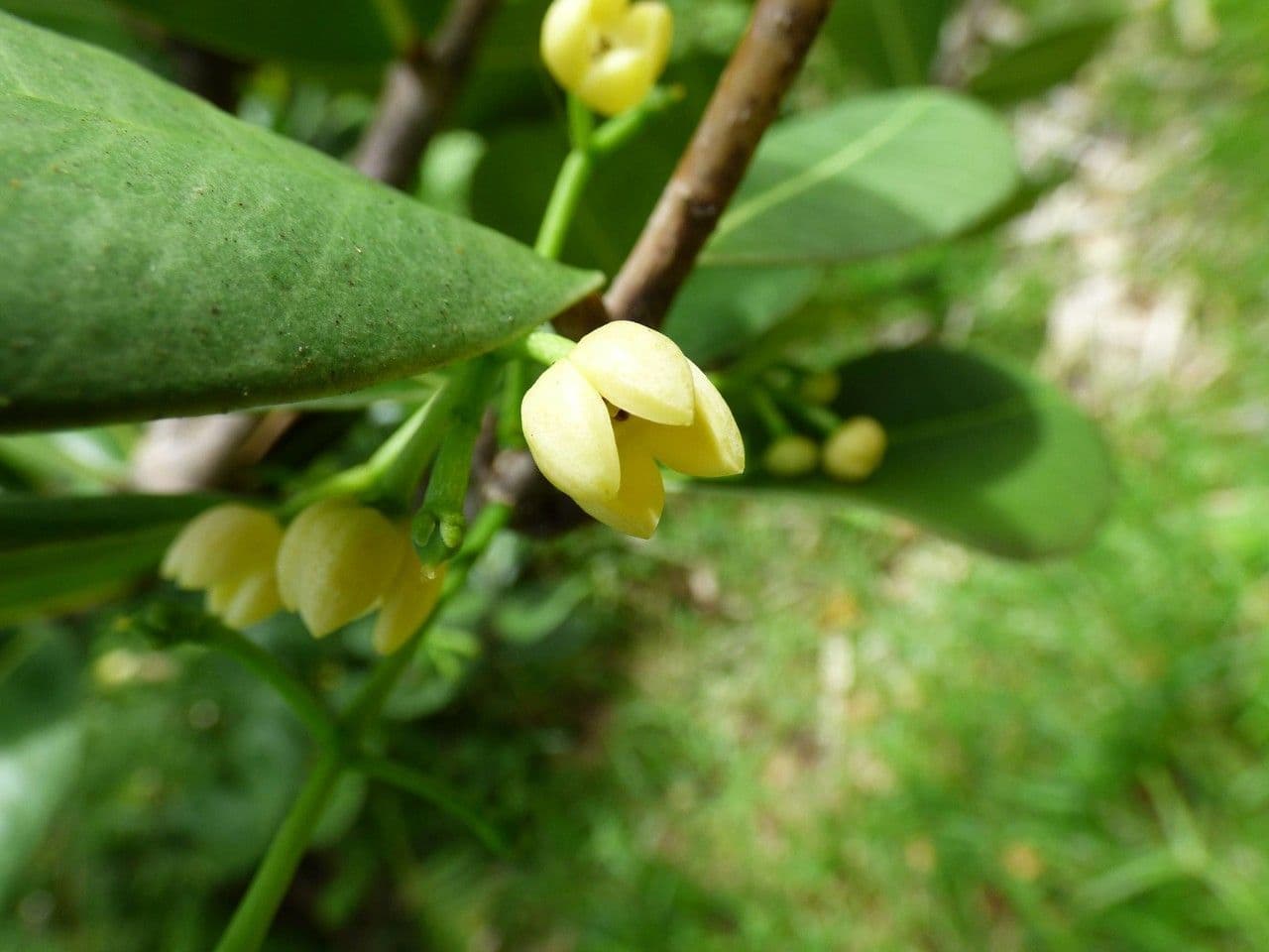 Madagaskar-Olive 6