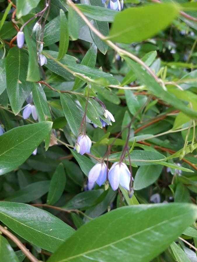 Australische Glockenranke 3