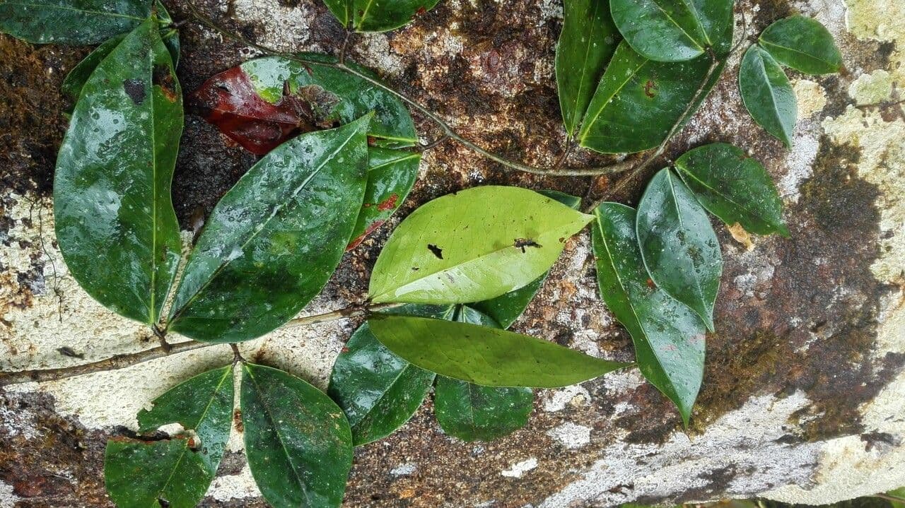 Cynometra 3