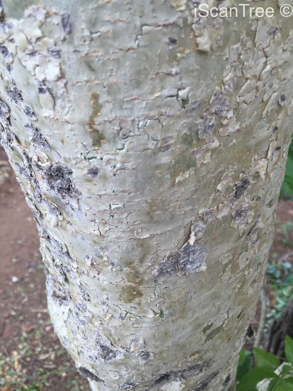 Steganotaenia araliacea 11