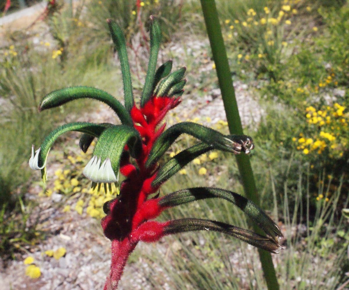Anigozanthos 4