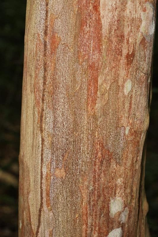 Guayaba de olor 15