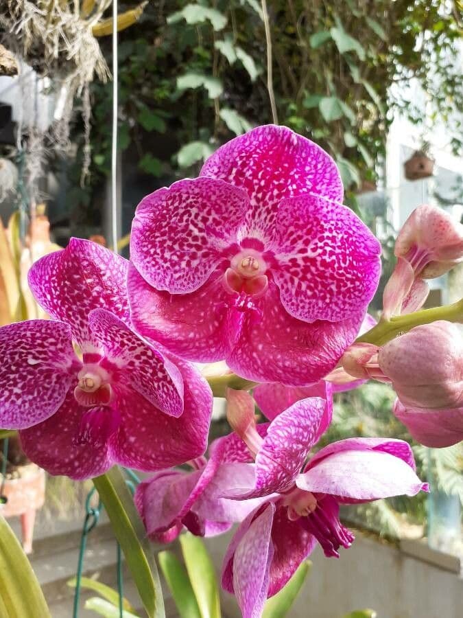 Vanda