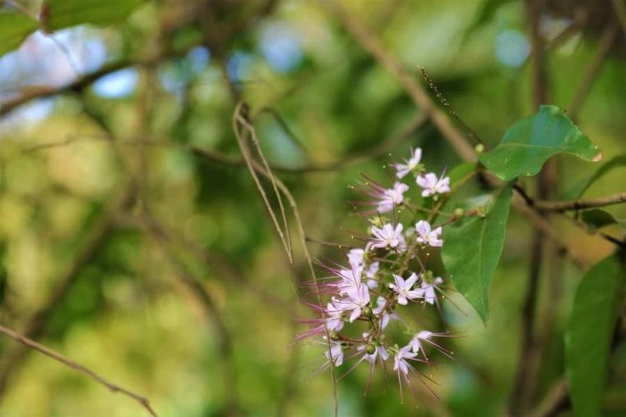 Hirtella 6