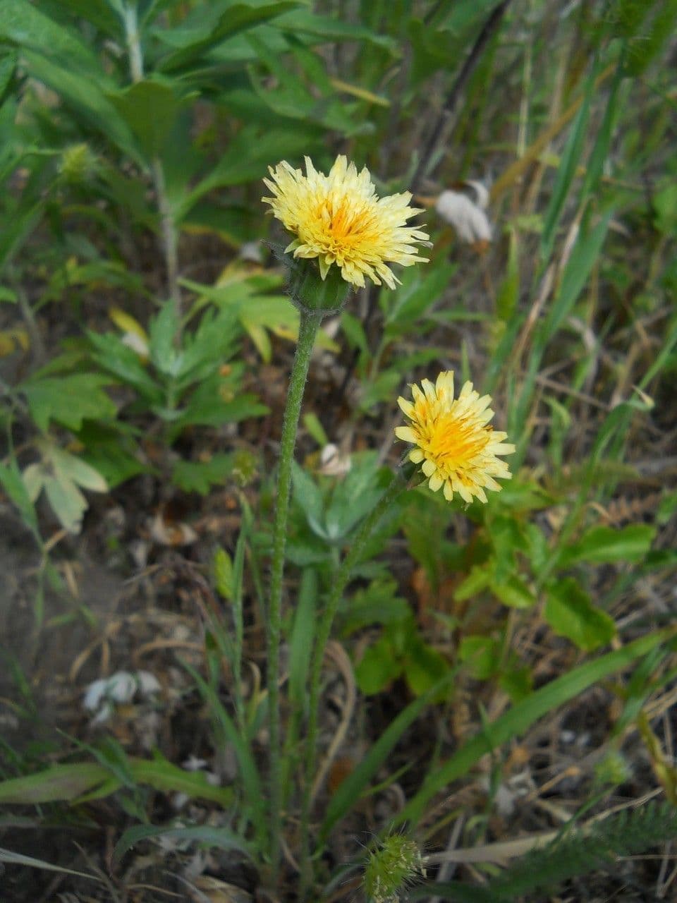Agoseris 9