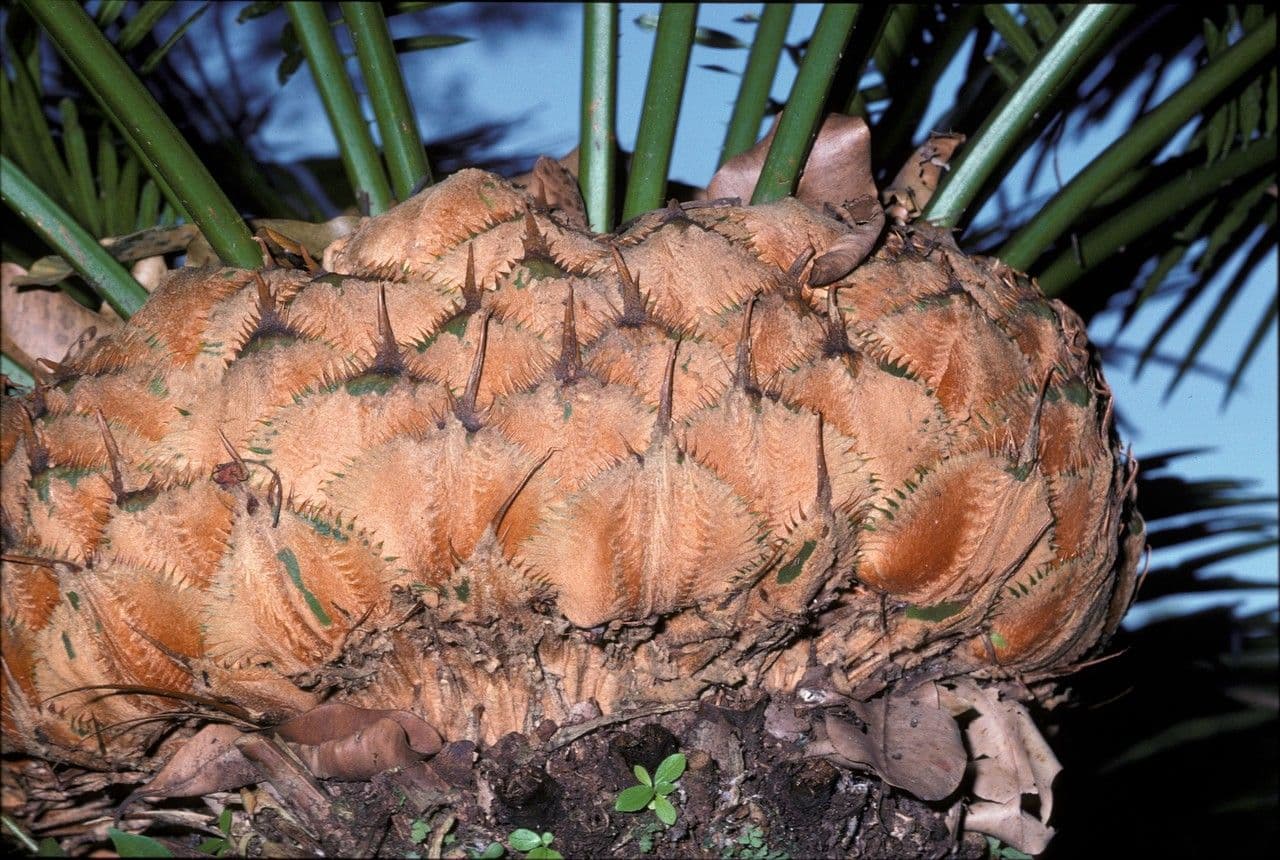 Cycad 10
