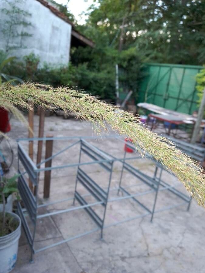 Setaria palmata 2
