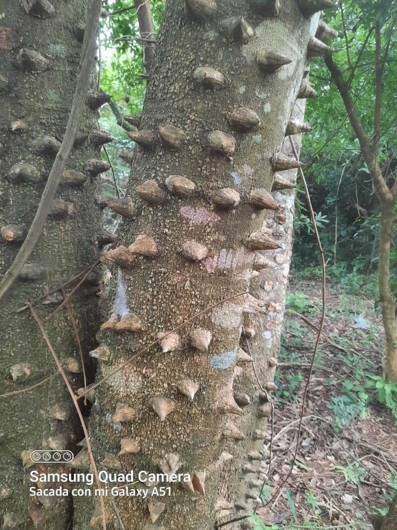Zanthoxylum 9