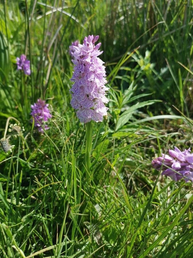 Orchidea macchiata 29