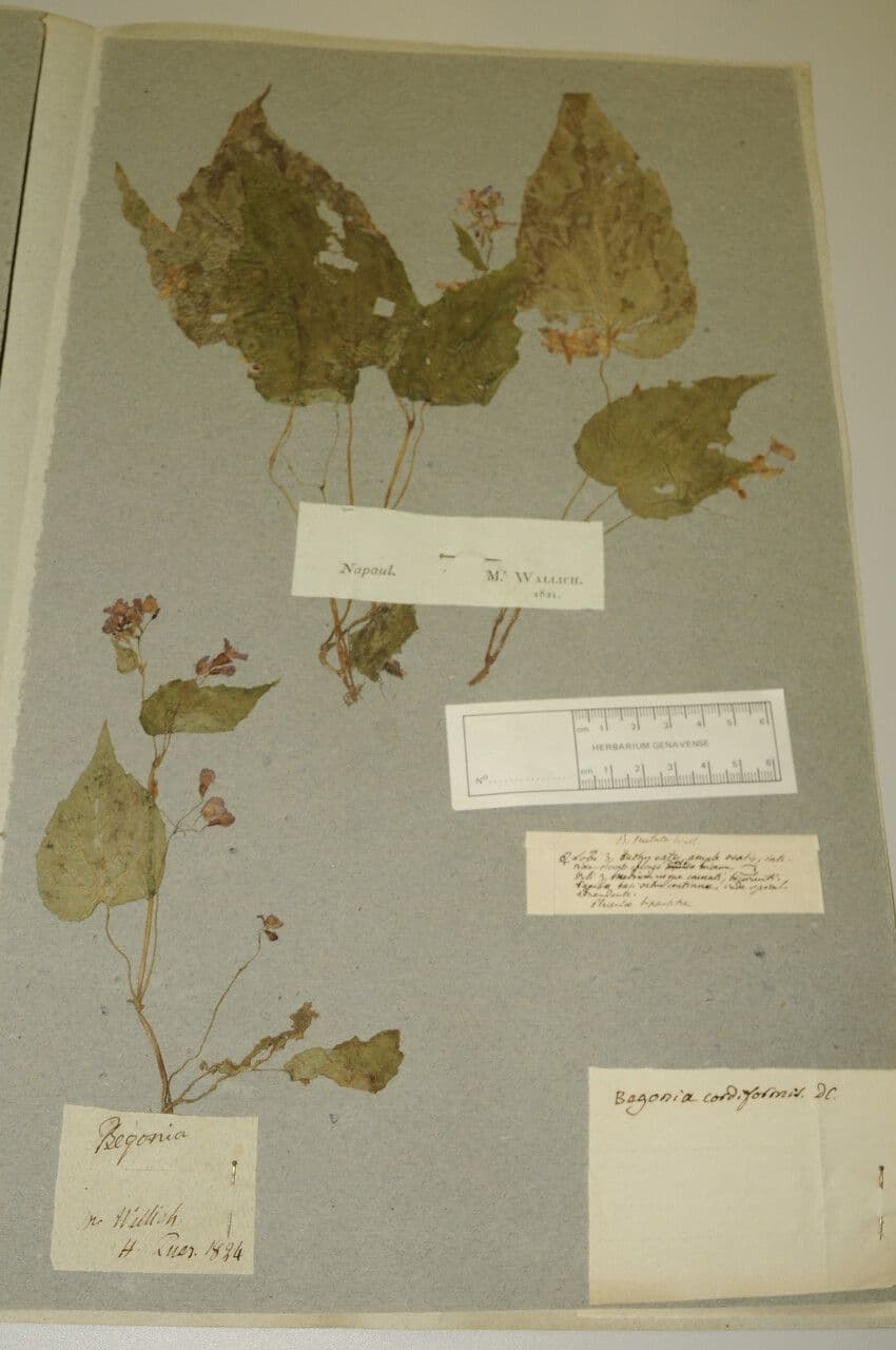 Bégonia 2