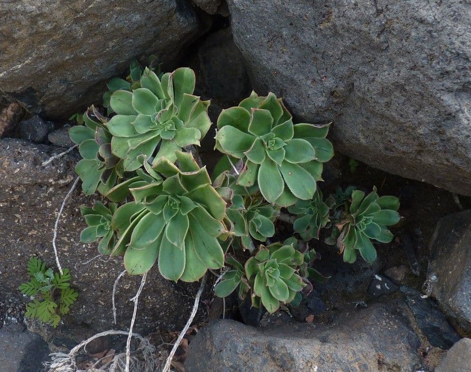 Aeonium lancerottense 9