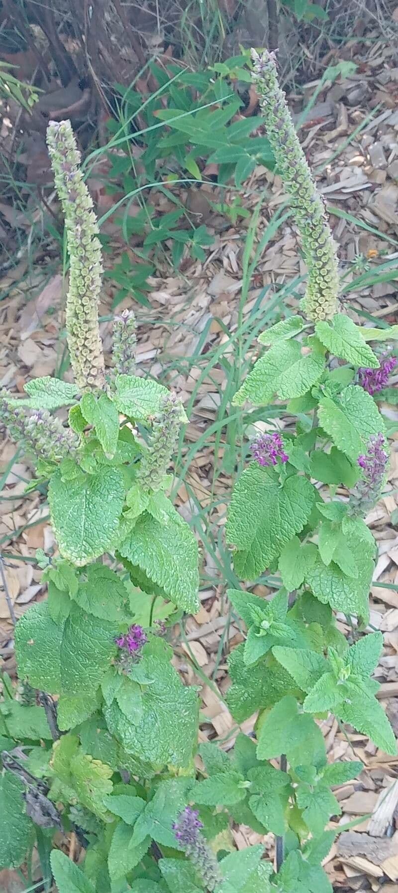Teucrium hircanicum 8